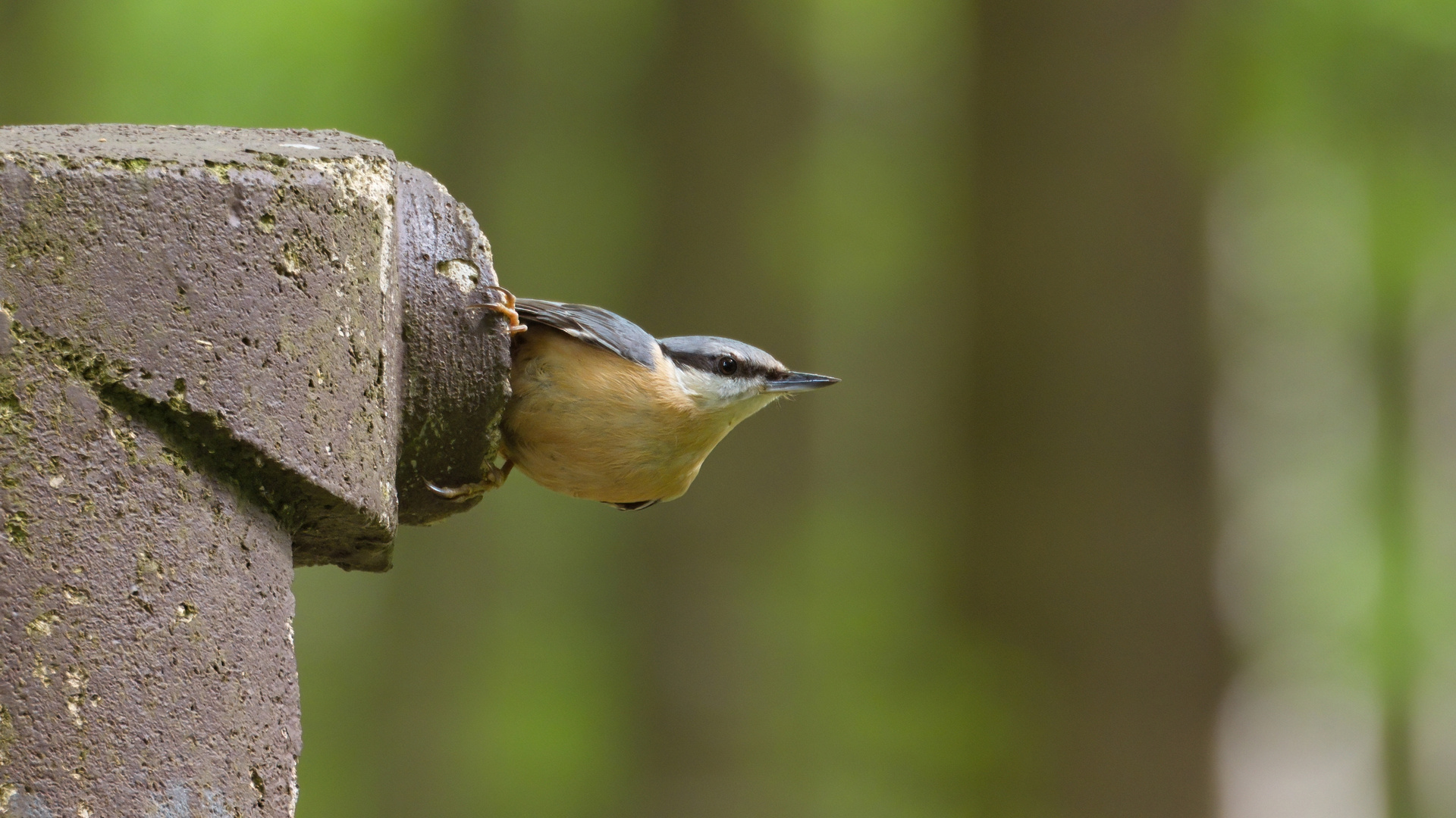 Kleiber (Sitta europaea)