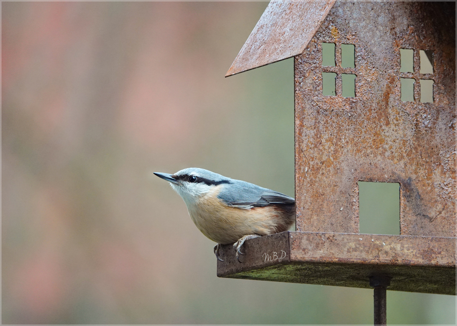 Kleiber   (Sitta europaea)