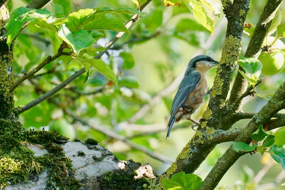 Kleiber (Sitta europaea)