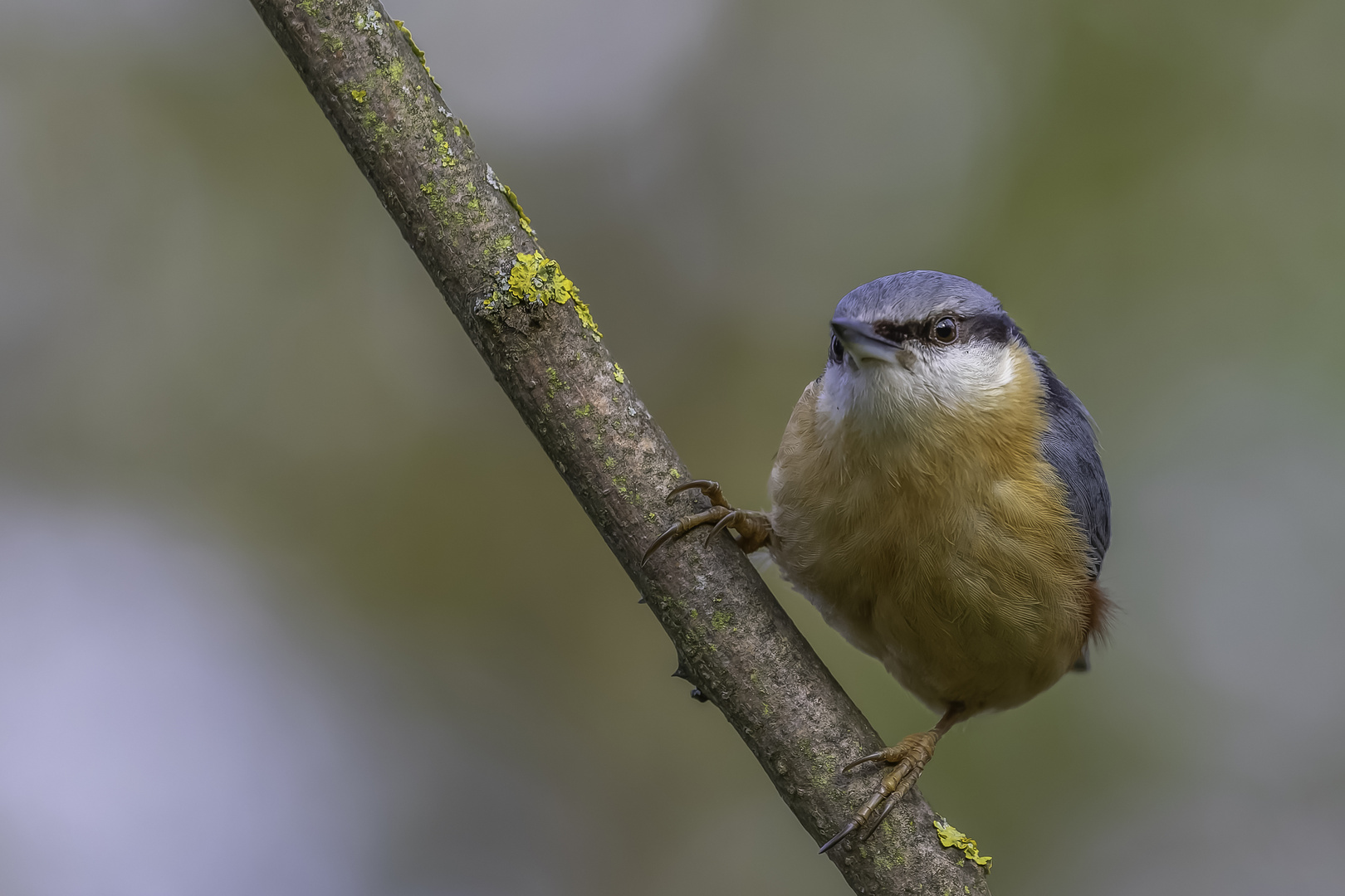 Kleiber (Sitta europaea)