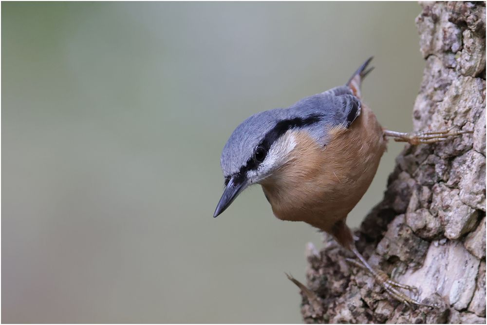 Kleiber (Sitta europaea)