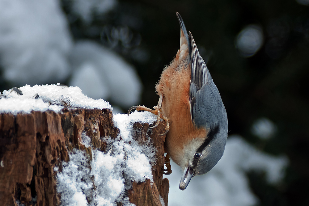 Kleiber (Sitta europaea)