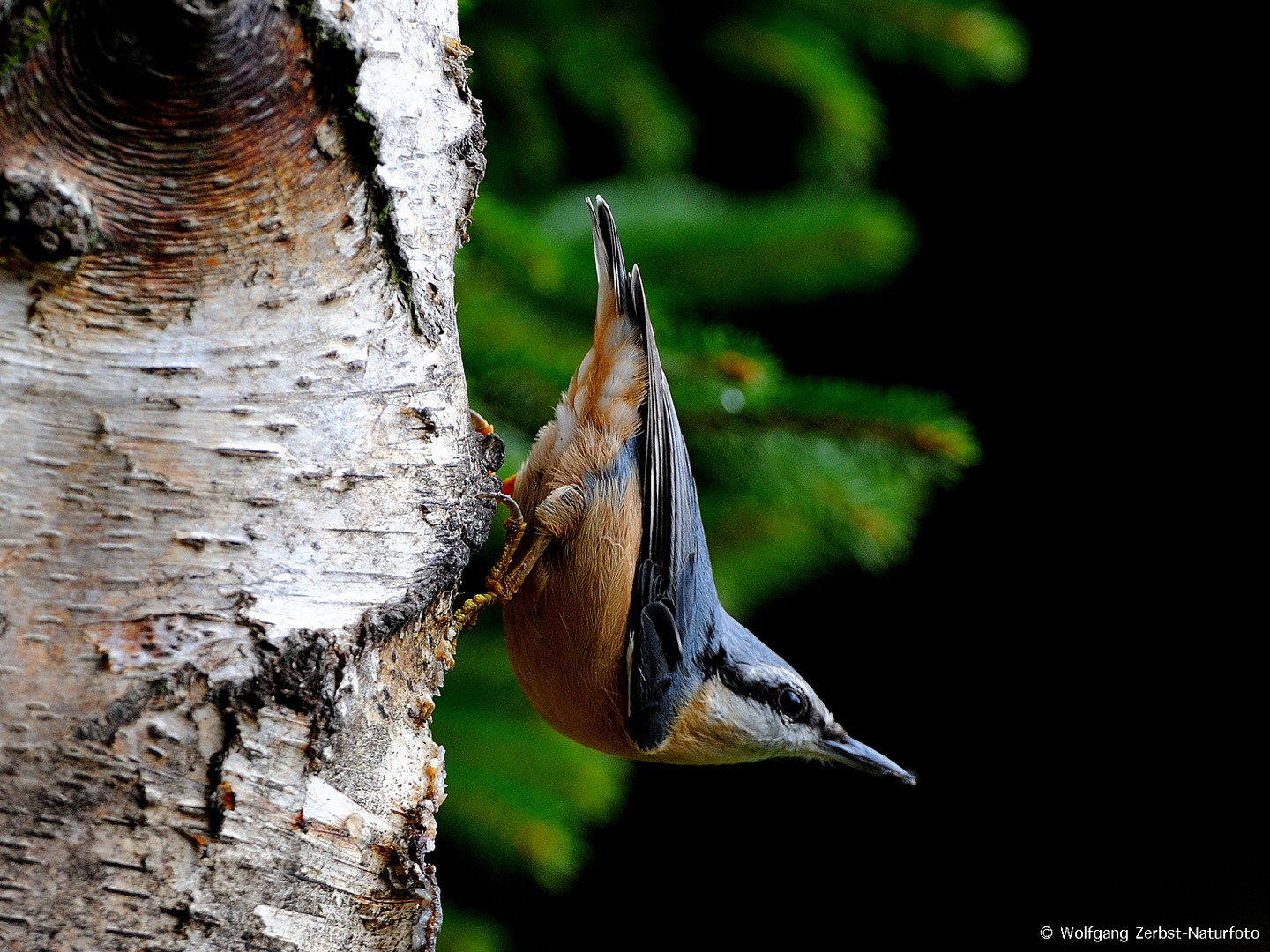 --- Kleiber ---   ( Sitta europaea )