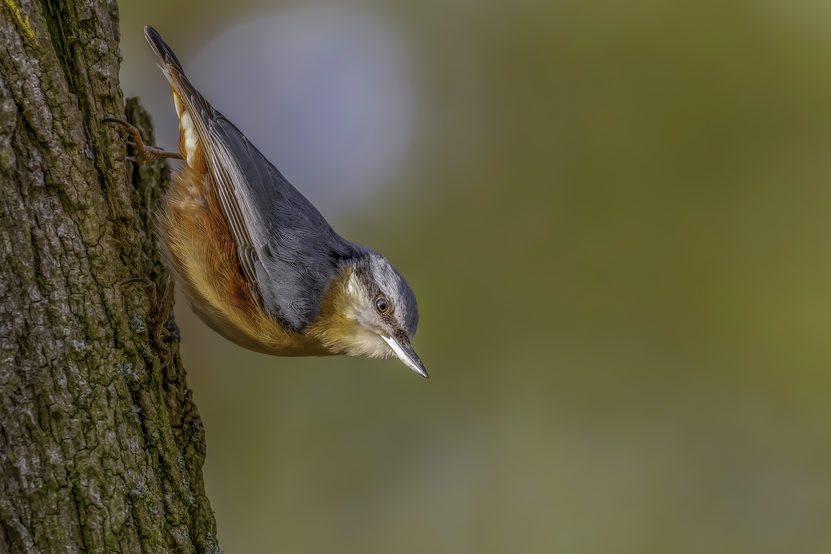 Kleiber (Sitta europaea)