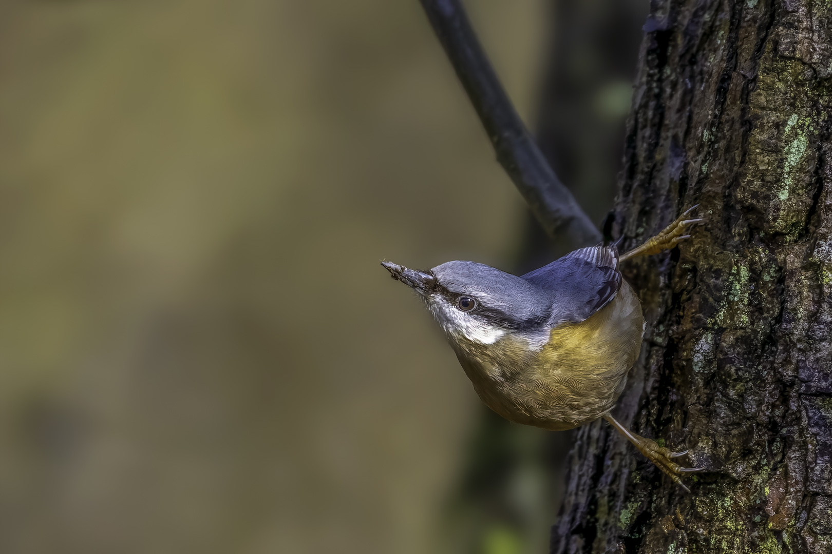 Kleiber (Sitta europaea)