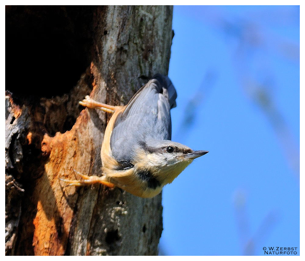 - Kleiber- ( Sitta europaea )