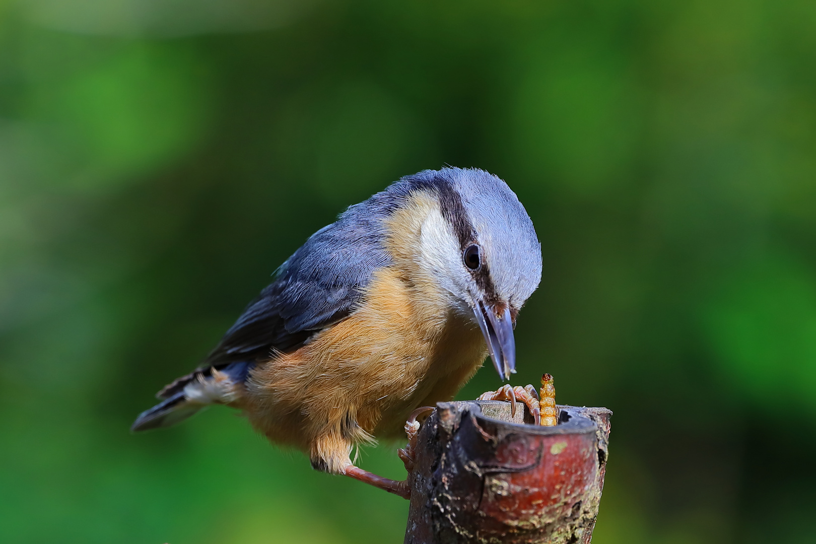 Kleiber ( Sitta Europaea )