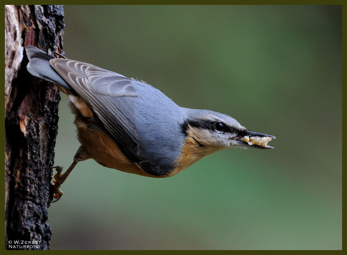 - Kleiber - ( Sitta europaea )