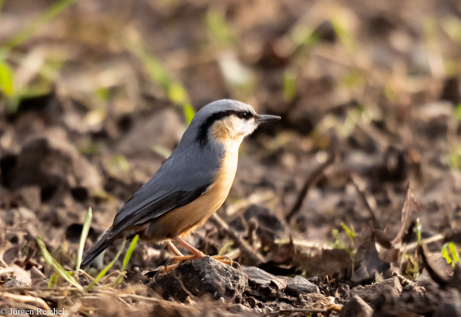 Kleiber (Sitta europaea) 