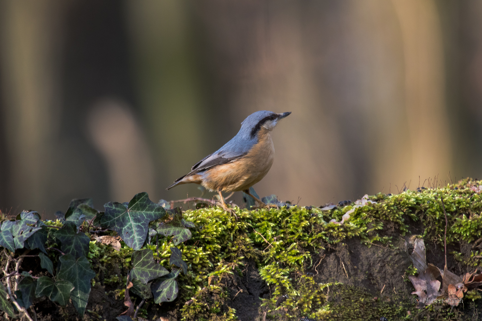 Kleiber Sitta europaea