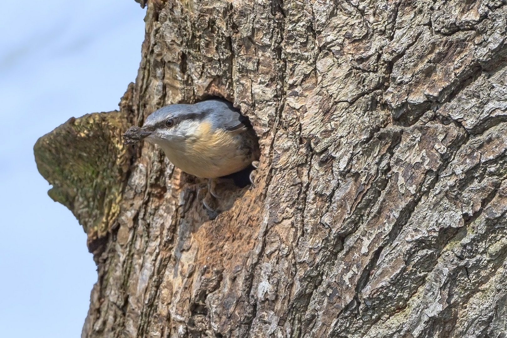 Kleiber (Sitta europaea)