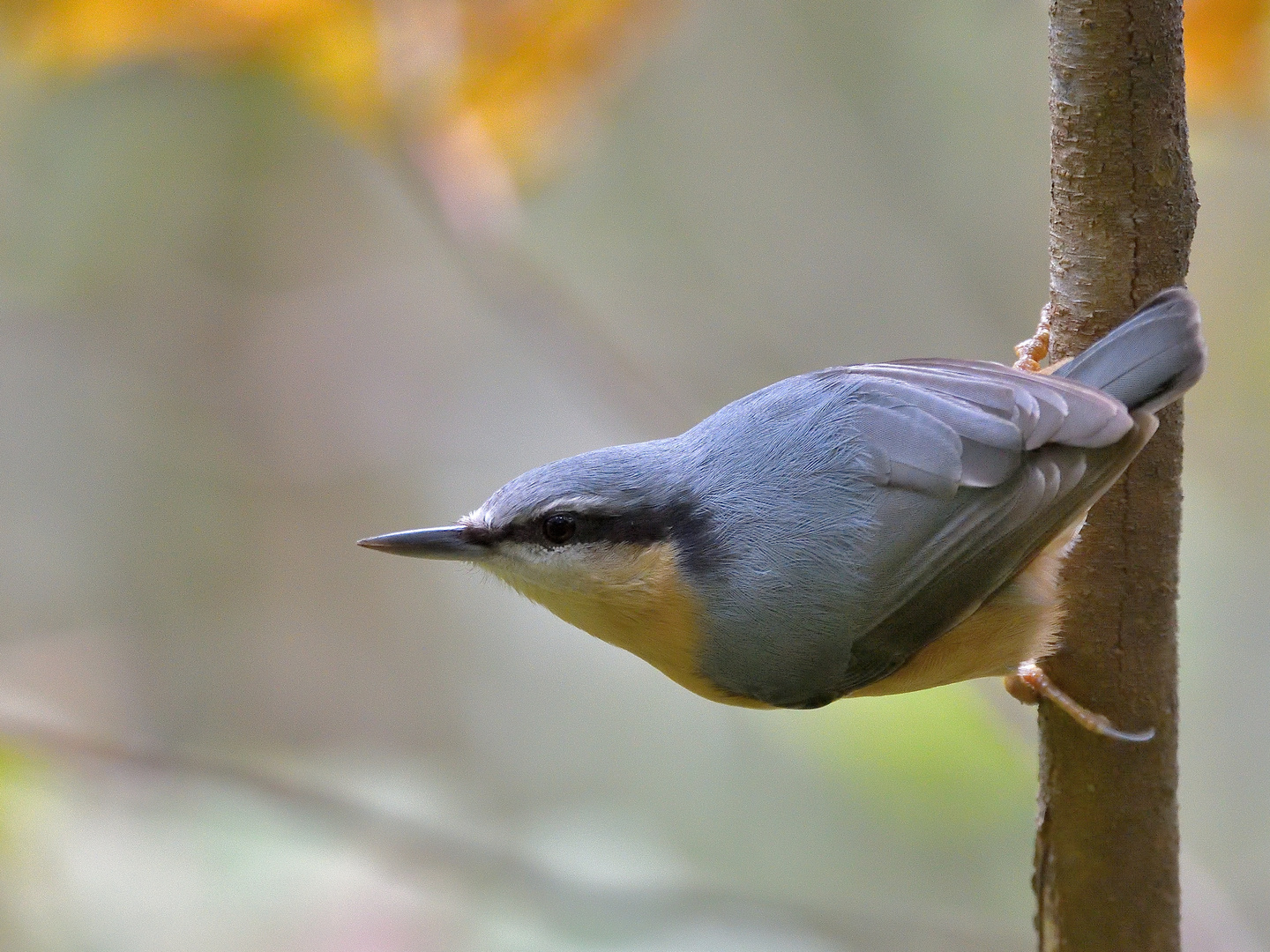 Kleiber (Sitta europaea)