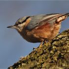 Kleiber (Sitta europaea)