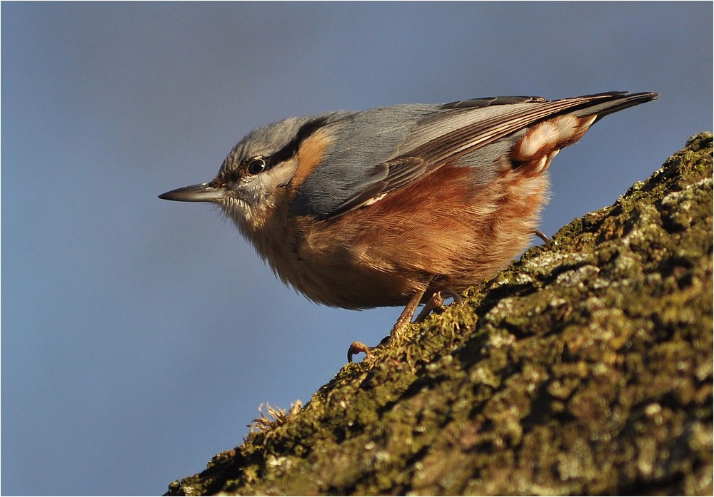 Kleiber (Sitta europaea)