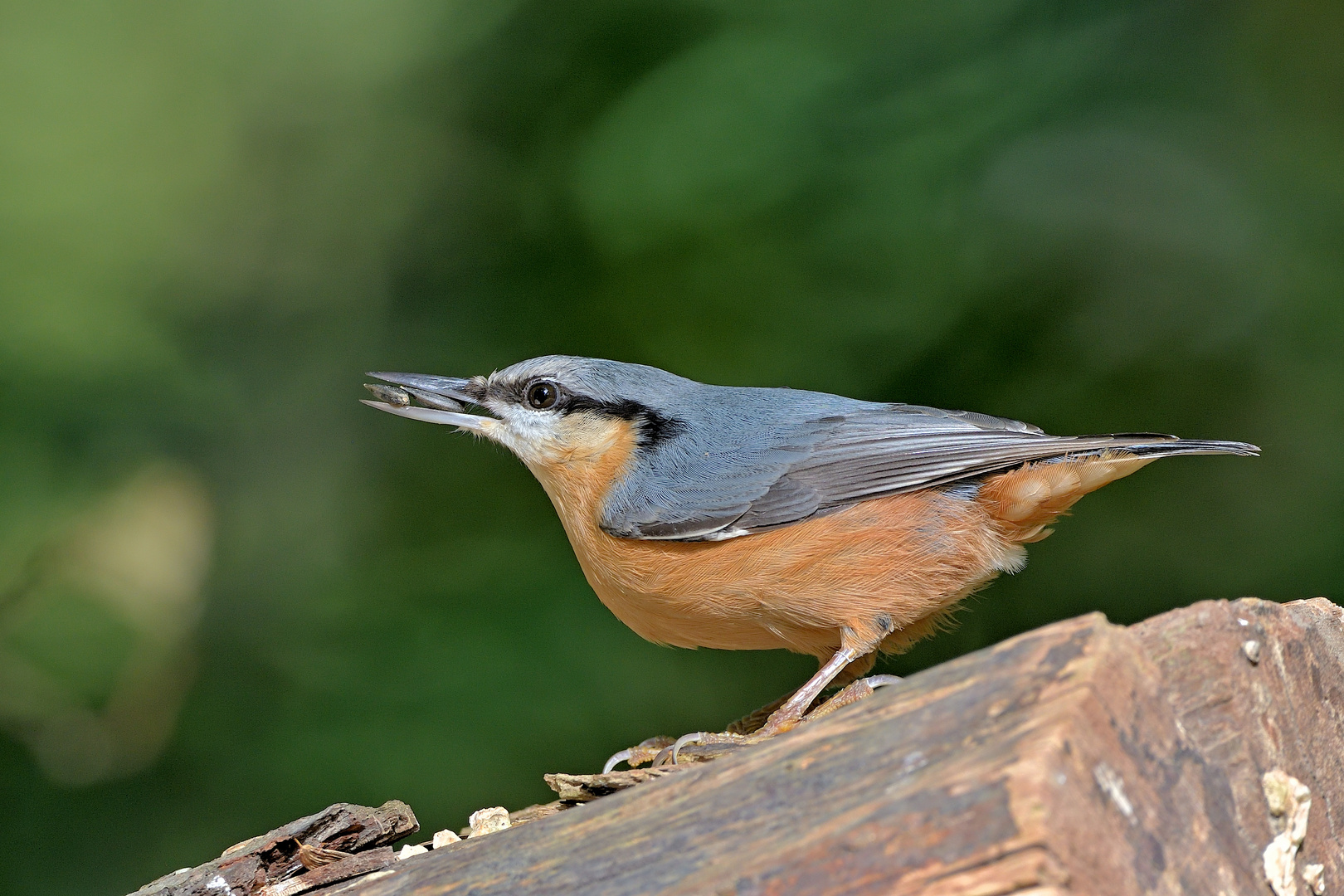 Kleiber (Sitta europaea) 