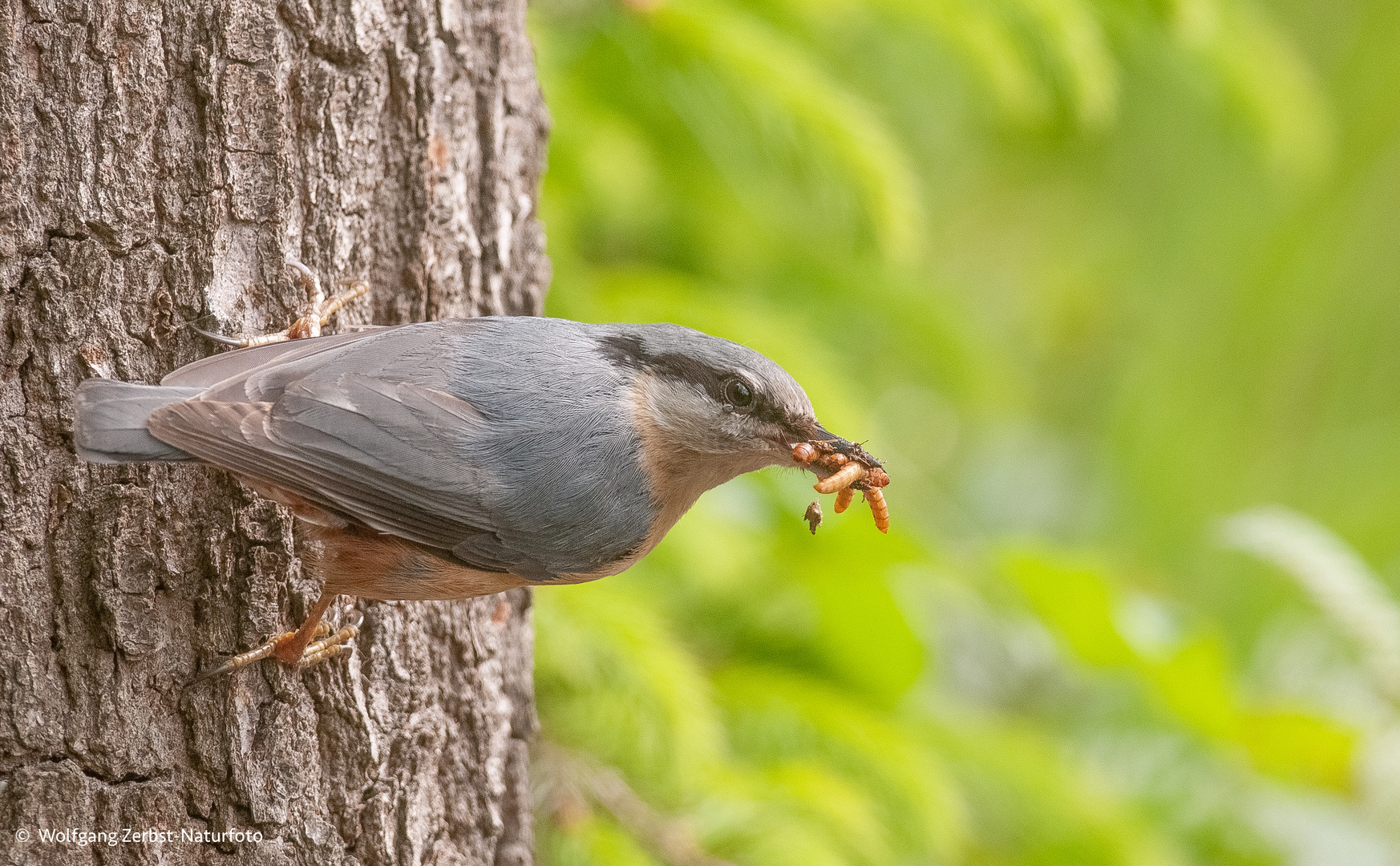 - Kleiber  - ( Sitta europaea )