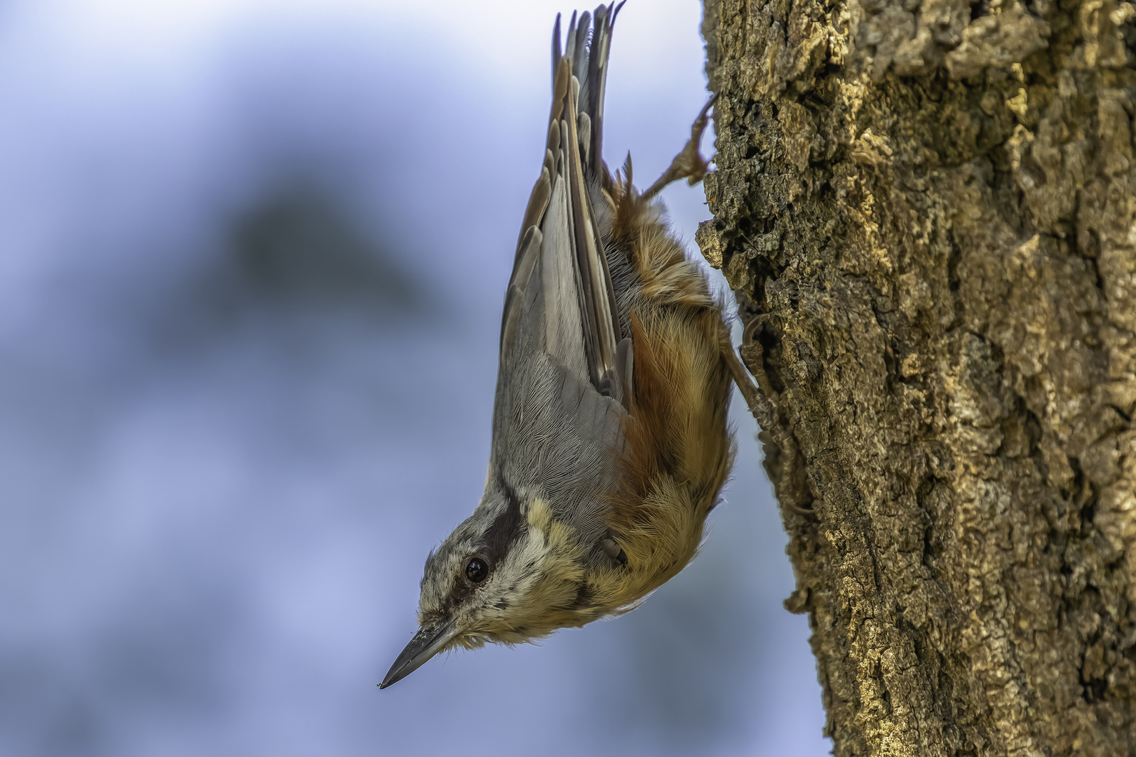 Kleiber (Sitta europaea)