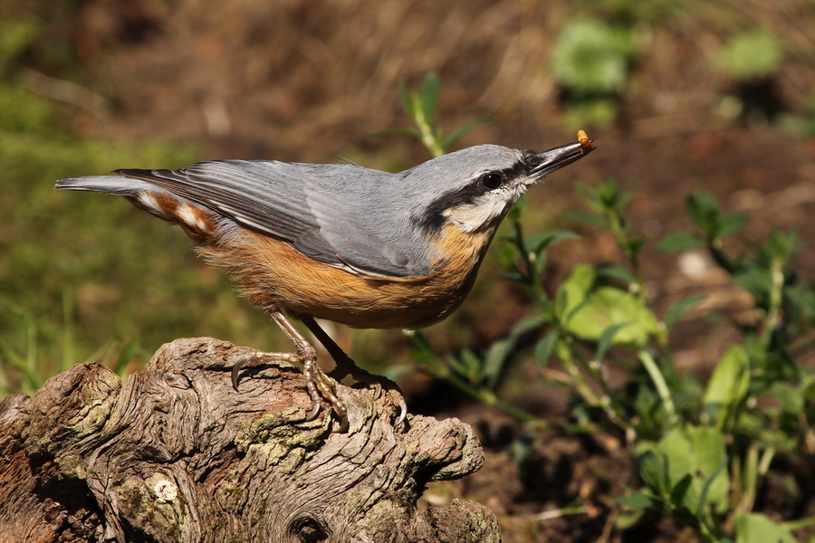 Kleiber ( Sitta europaea )