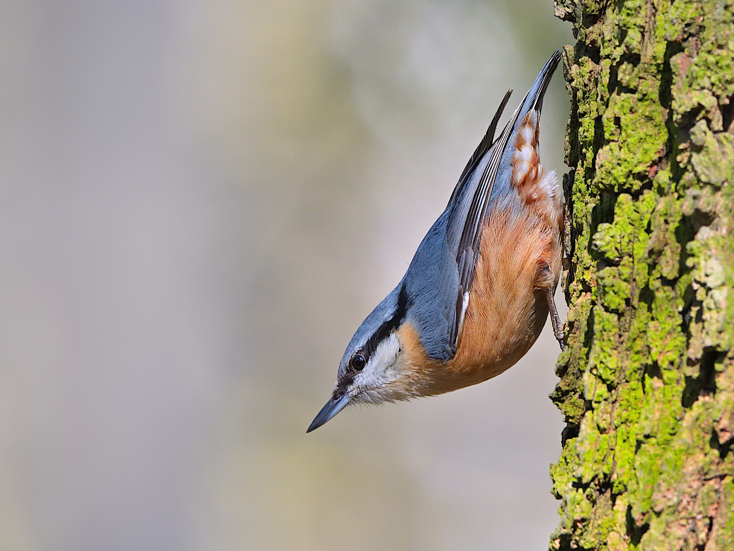 Kleiber (Sitta europaea)