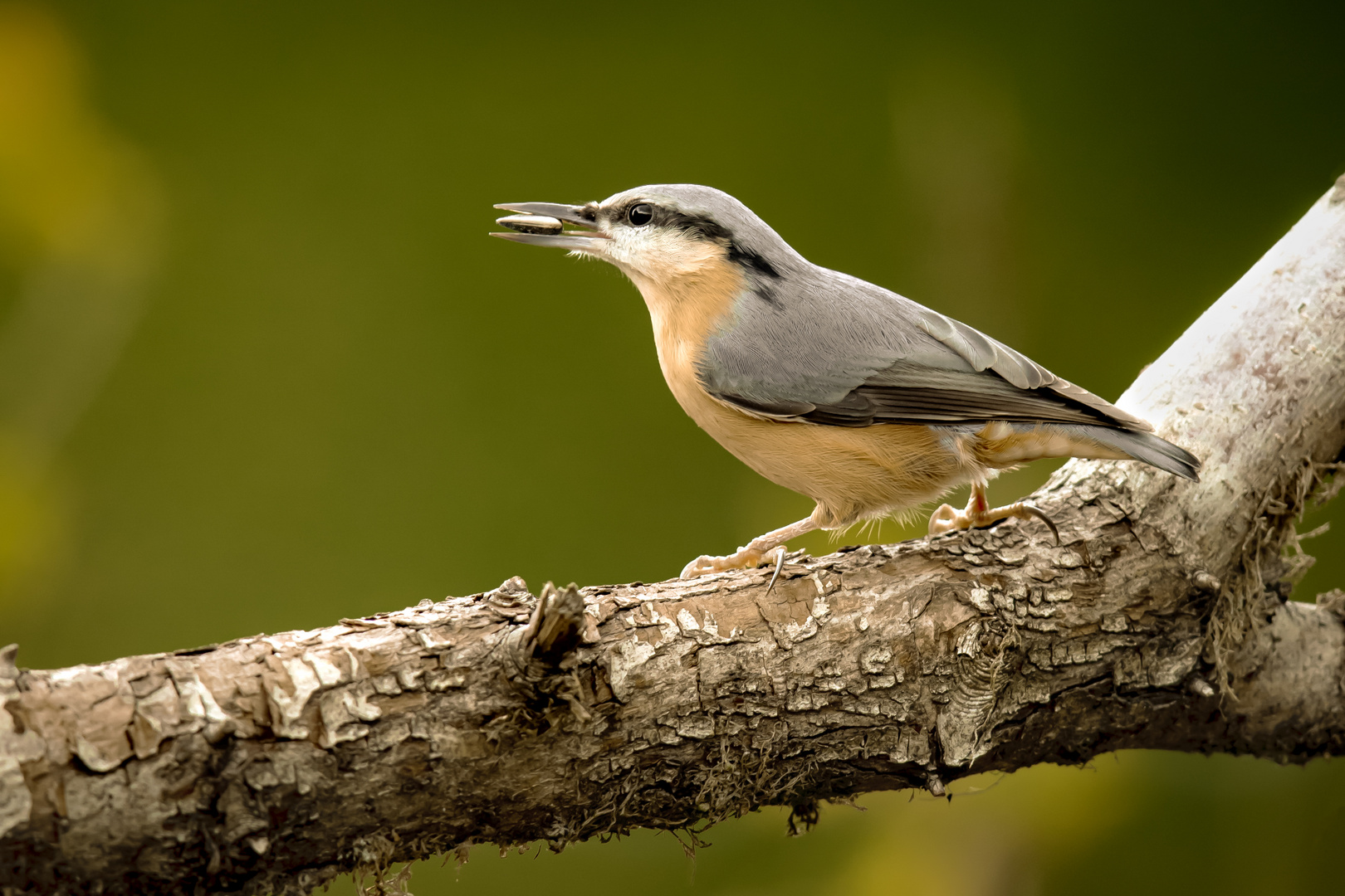 Kleiber (Sitta europaea)