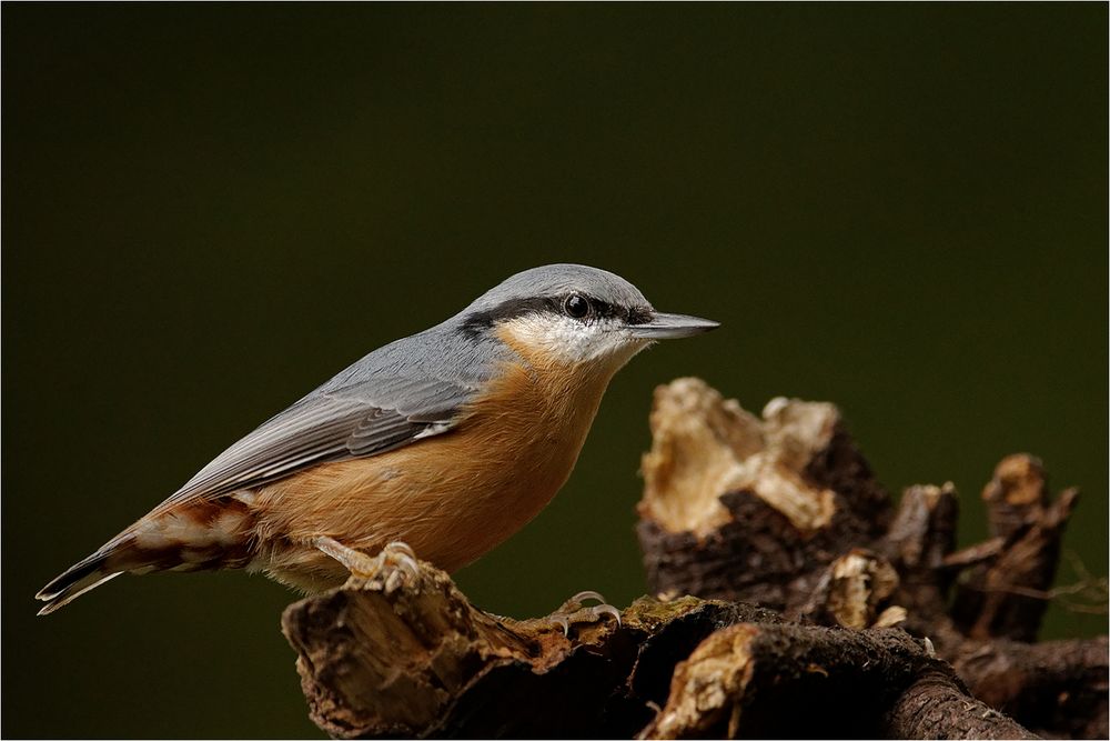 Kleiber (Sitta europaea)