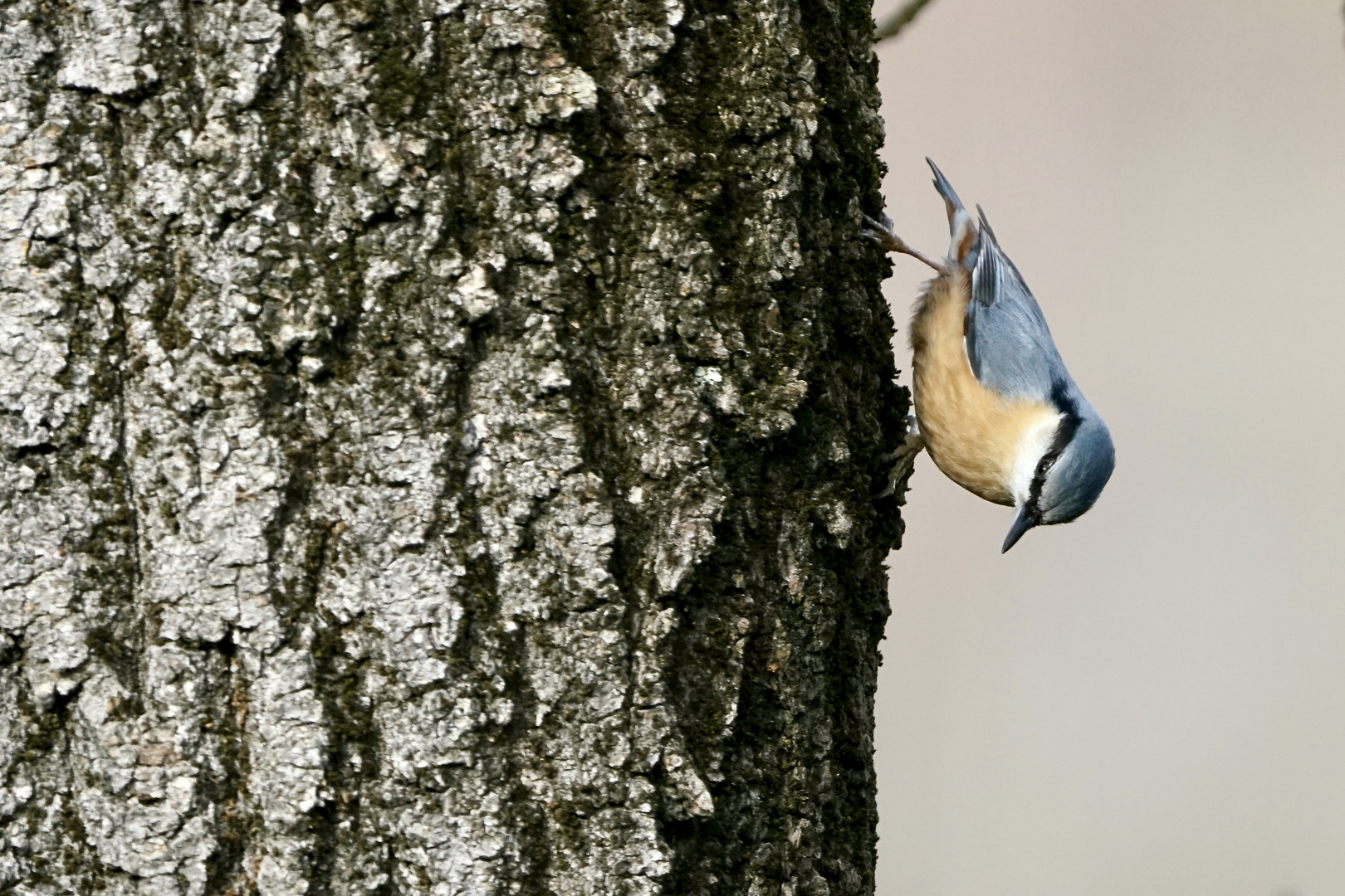 Kleiber (Sitta europaea)