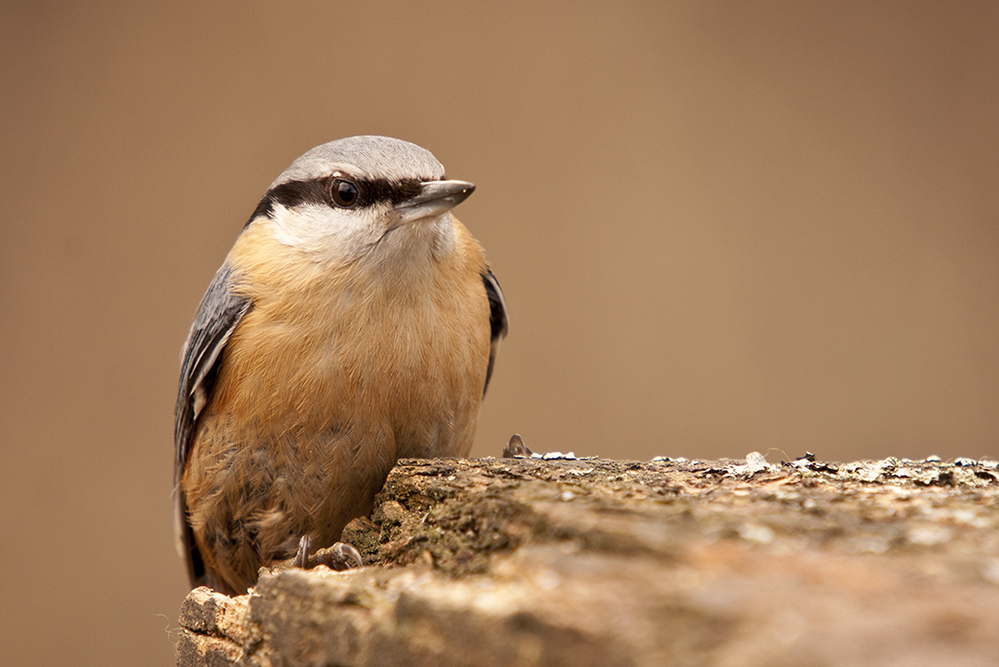 Kleiber (Sitta europaea)