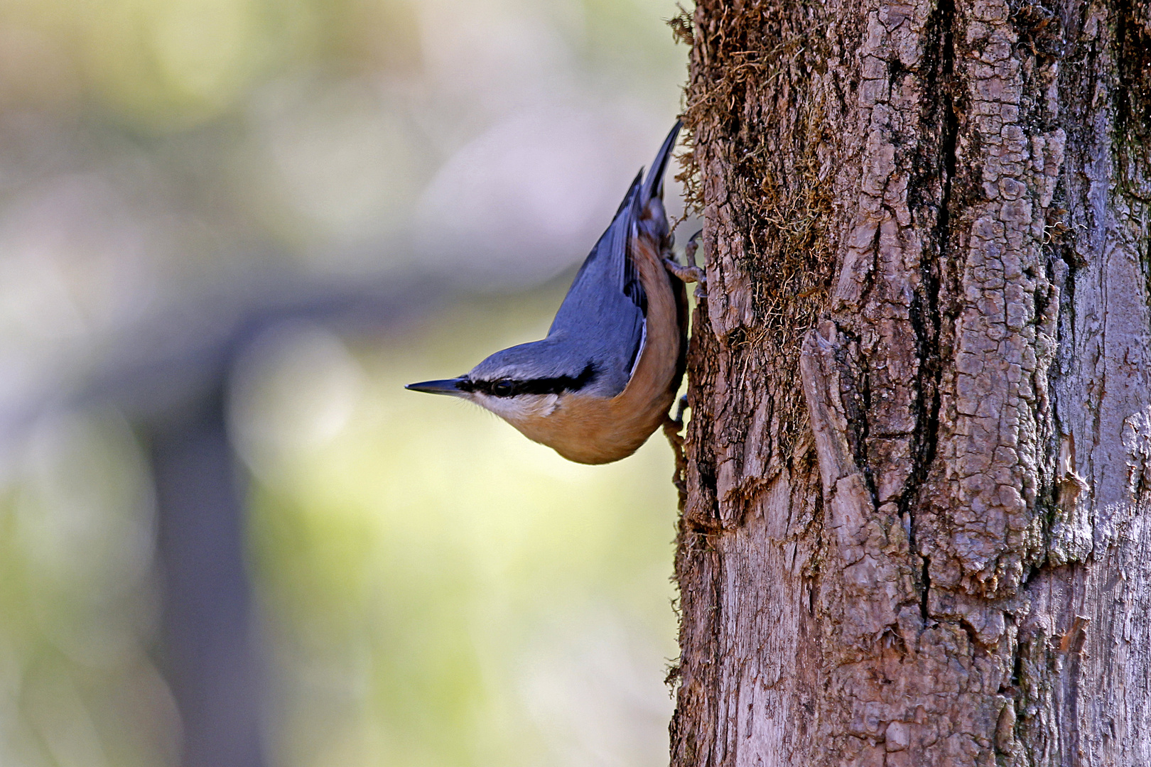 Kleiber (Sitta europaea)