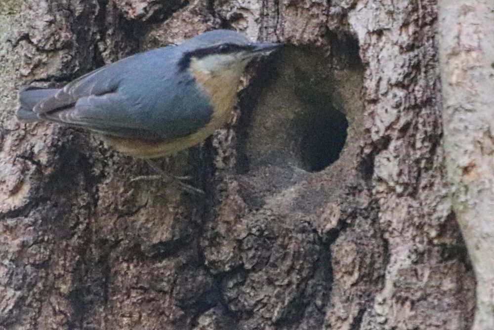 Kleiber (Sitta europaea)