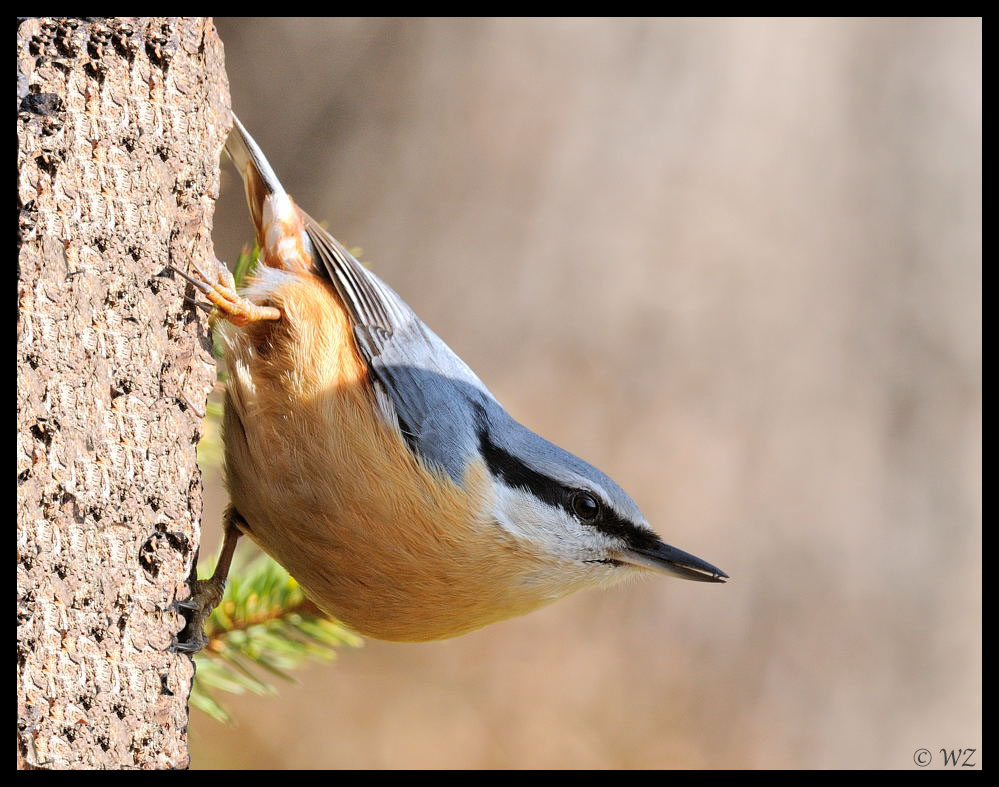 - Kleiber - ( Sitta europaea )