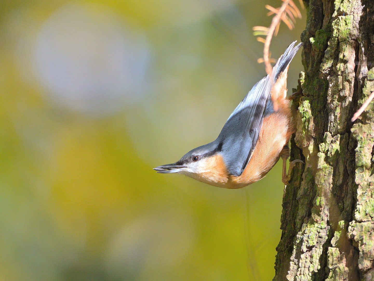 Kleiber (Sitta europaea)