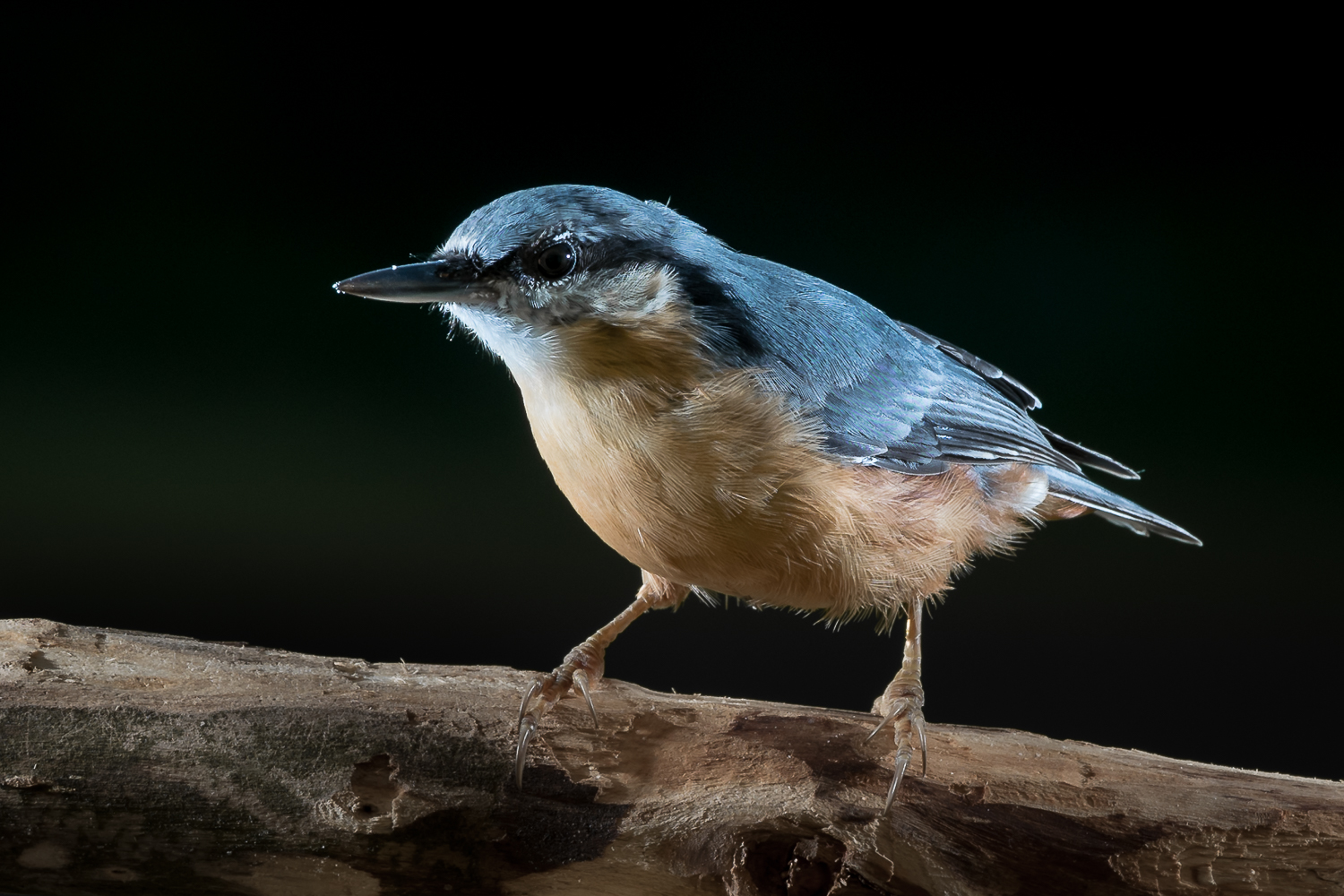 Kleiber (Sitta europaea)