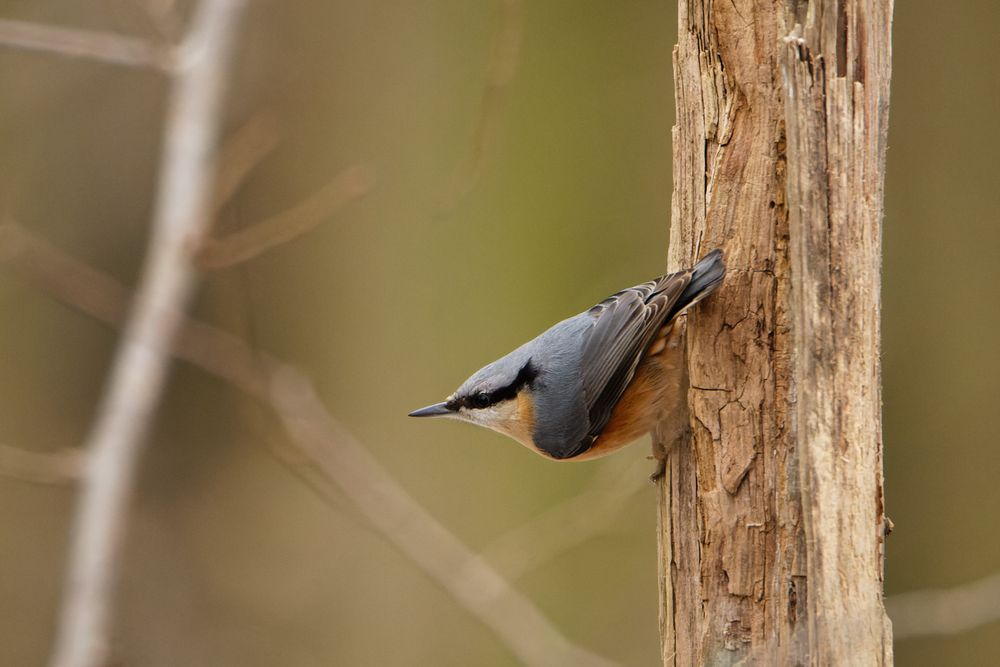 Kleiber (Sitta europaea)