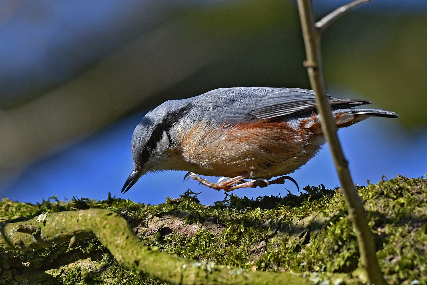 Kleiber   -   Sitta europaea