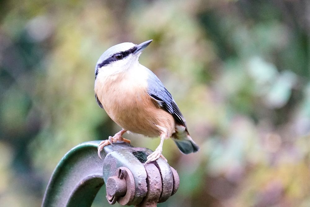 Kleiber (Sitta europaea)