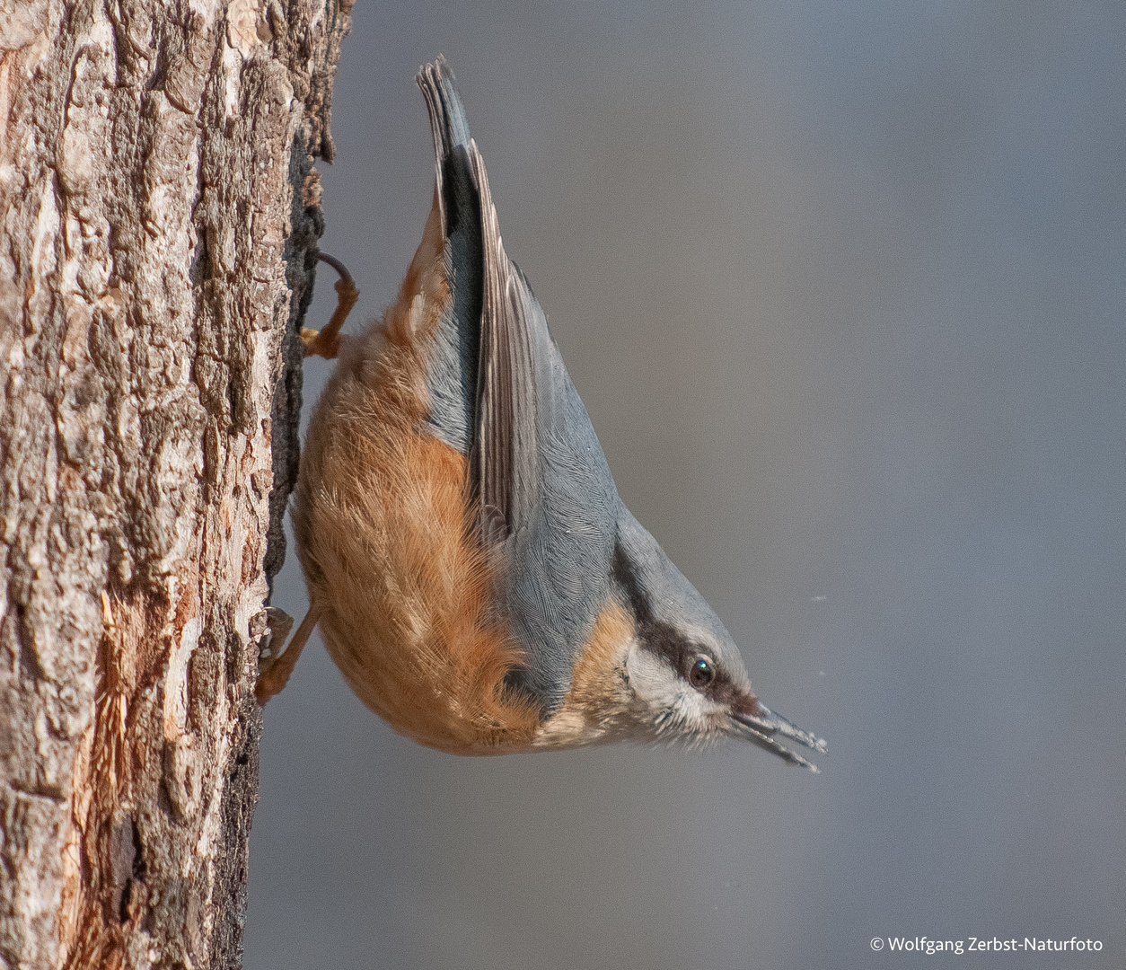 - Kleiber -   ( Sitta europaea)