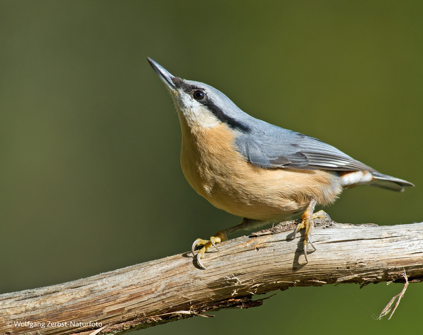 --- Kleiber ---   ( Sitta europaea )