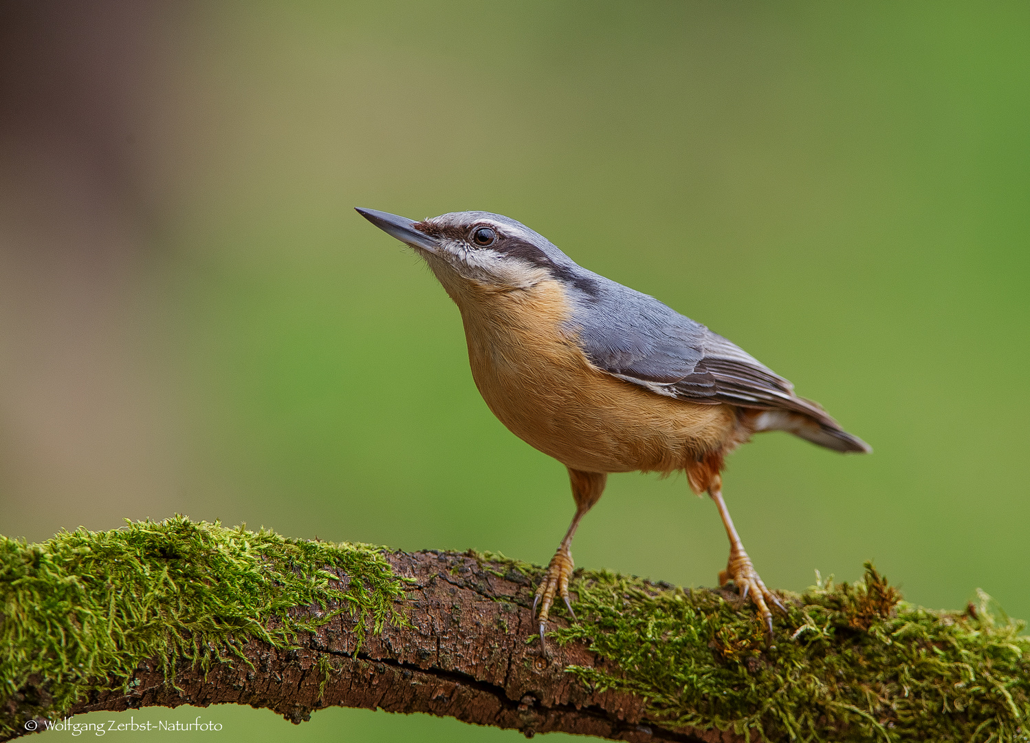   -  KLEIBER -  (Sitta europaea )