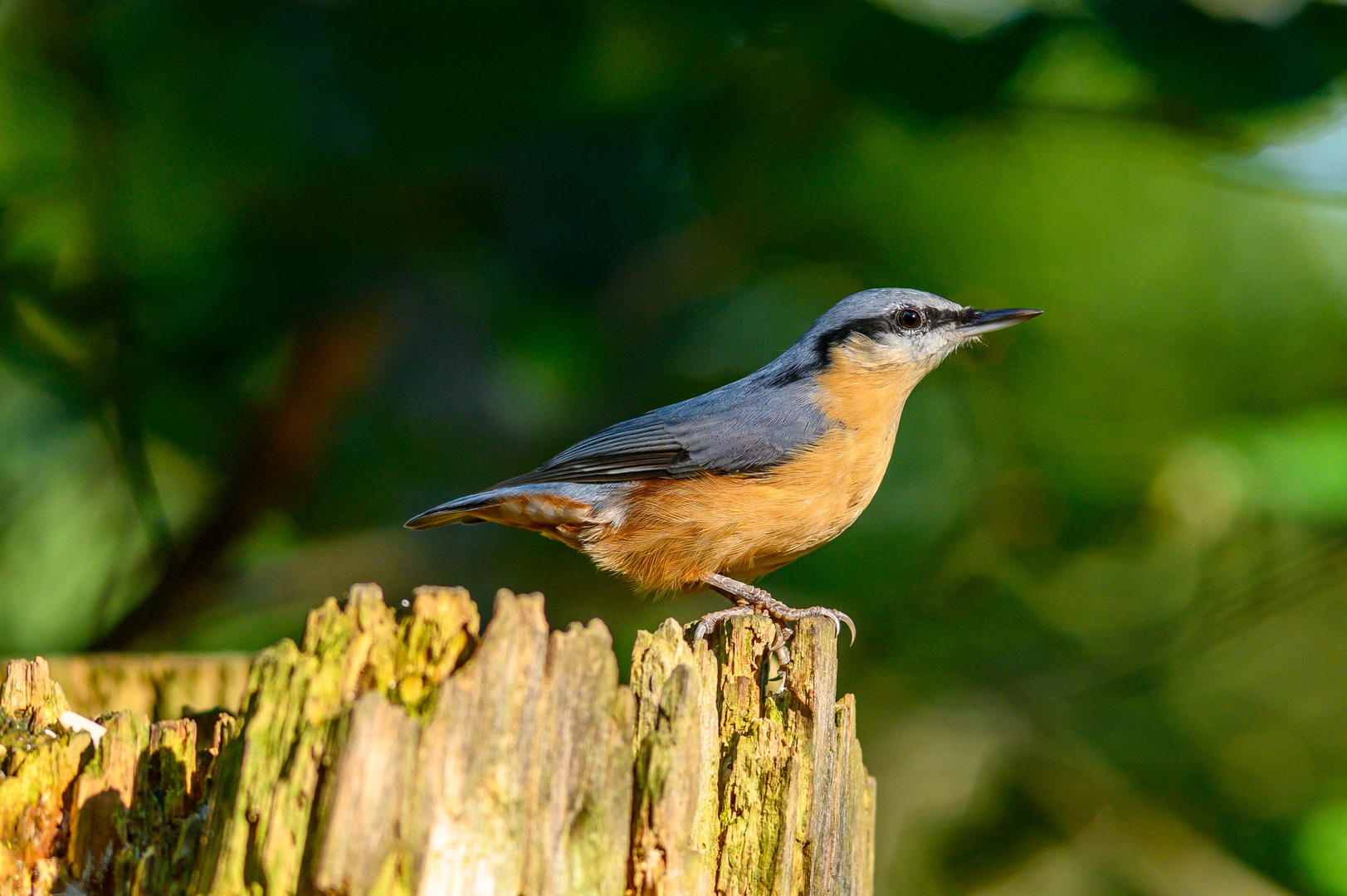 Kleiber (Sitta europaea)