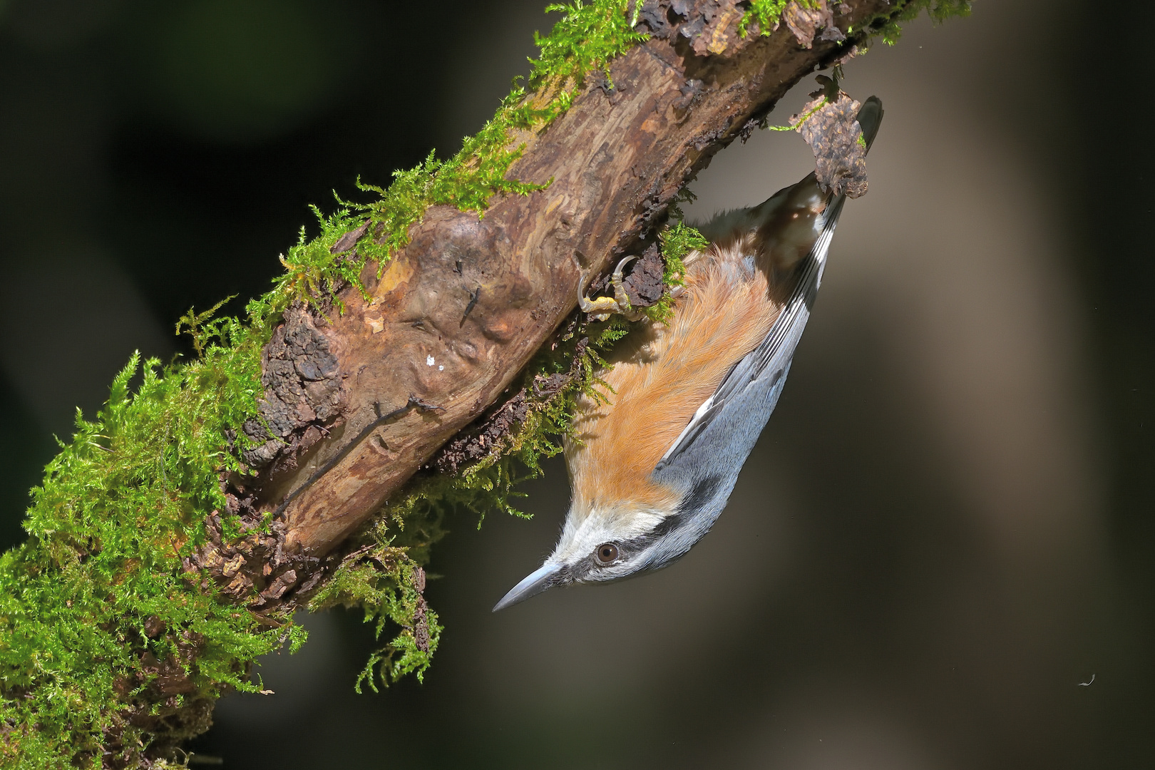 Kleiber (Sitta europaea)