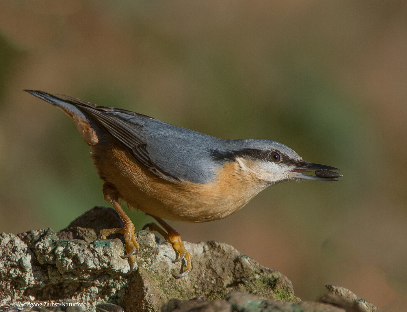 Kleiber.  ( Sitta europaea )