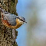 Kleiber (Sitta europaea)