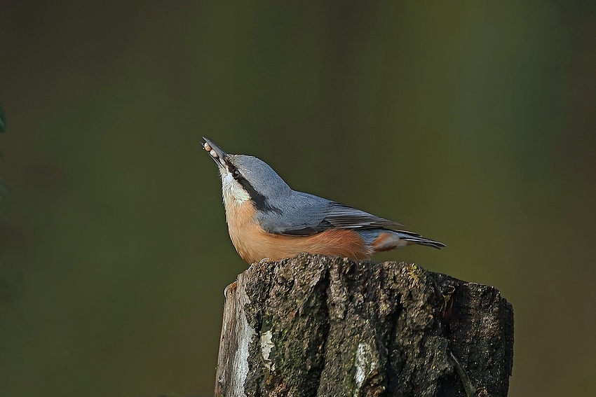 Kleiber (Sitta europaea)