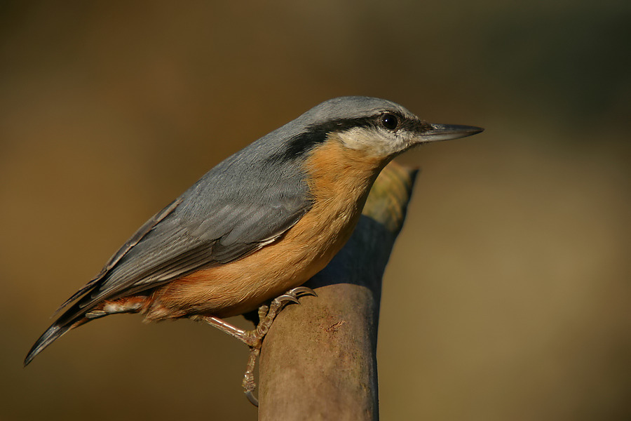 Kleiber (Sitta europaea)