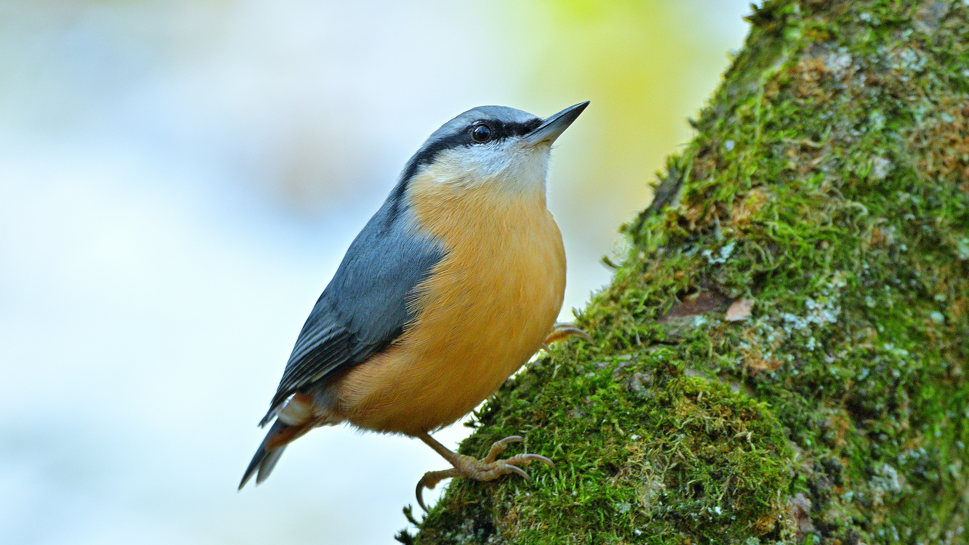 Kleiber (Sitta europaea), alternativ Spechtmeise