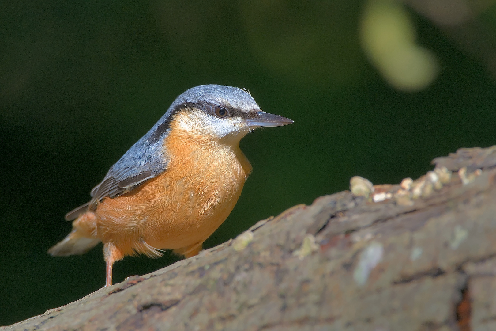 Kleiber (Sitta europaea), auch Spechtmeise