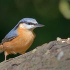 Kleiber (Sitta europaea), auch Spechtmeise