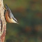  Kleiber (Sitta europaea) - auch Spechtmeise genannt