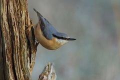 Kleiber (Sitta europaea) - auch Spechtmeise genannt