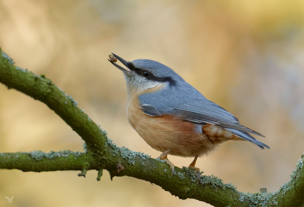 Kleiber (Sitta europaea) auch Spechtmeise genannt ....